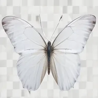 white butterfly png