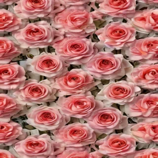 roses background
