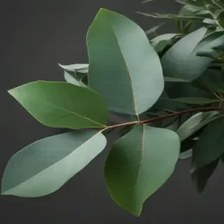 eucalyptus clipart black and white