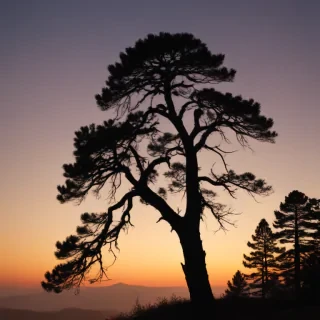 pine tree silhouette png