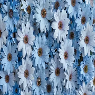 blue flower wallpaper aesthetic