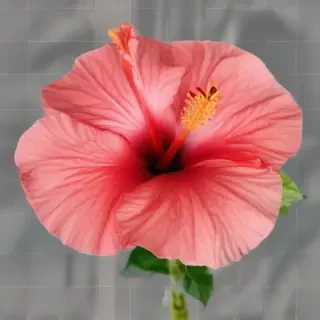 hibiscus flower png