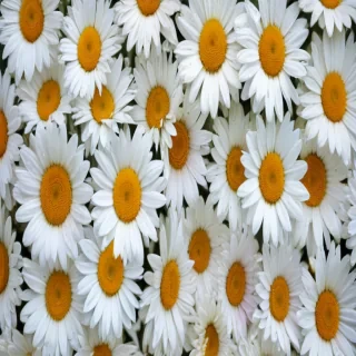 daisy wallpaper for desktop