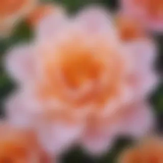 flower pictures