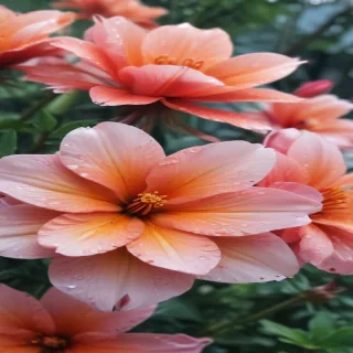 iphone wallpaper nature flowers