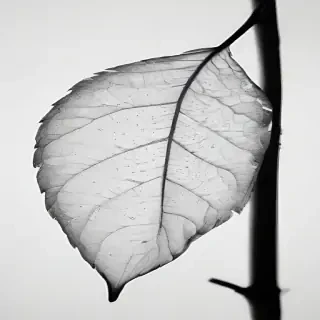 leaf white and black