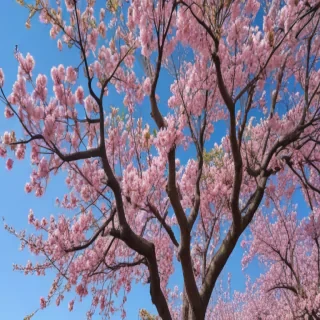 springtime iphone wallpaper