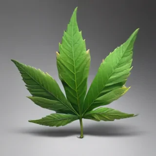 weed leaf png