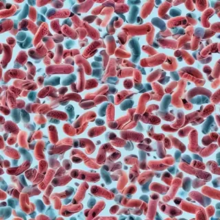 bacteria png
