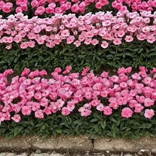 flower line