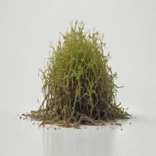 seaweed png