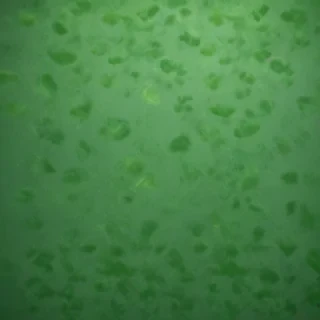 green plain background