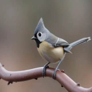 titmouse bird
