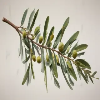 olive branch png