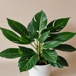 plant no background
