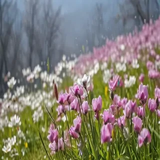 spring flowers
