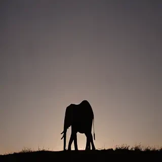 elephant silhouette