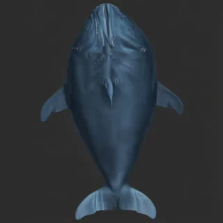 blue whale png