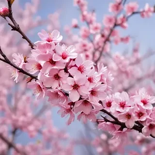 cherry blossom backround