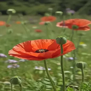 poppy flower