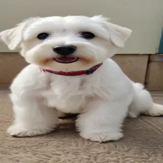 westiepoo dog breed