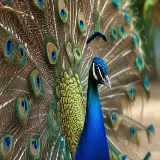 peacock png