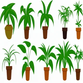 plant png clipart