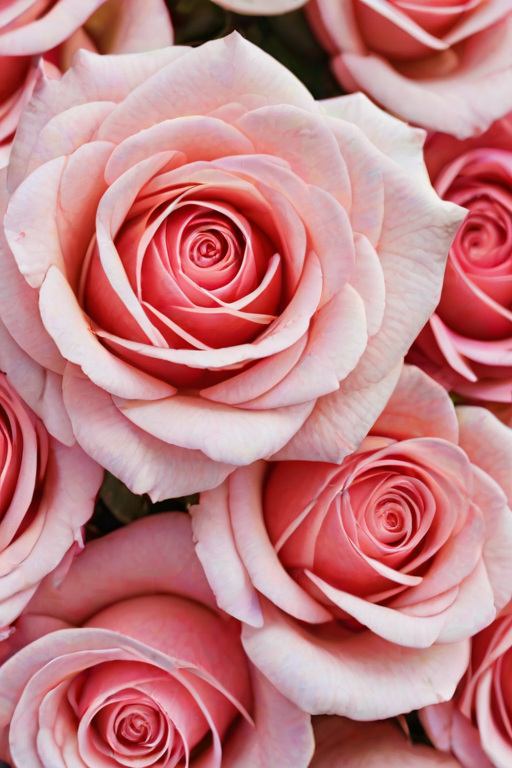 wallpaper rose wallpaper