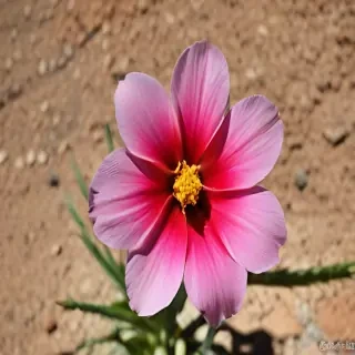 desert flower