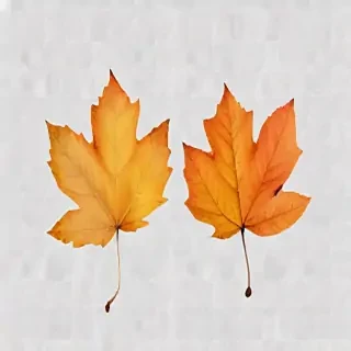 autumn leaves png