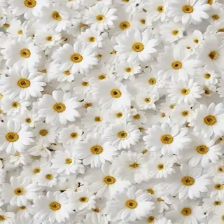 flower background white