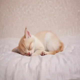 sleeping wallpaper