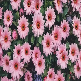 spring wallpaper iphone
