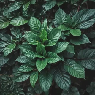 plants iphone wallpaper