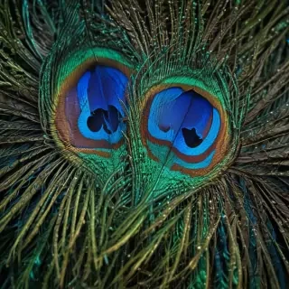 peacock feather images