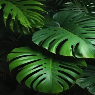 monstera background