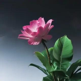 minimal wallpaper iphone 4k