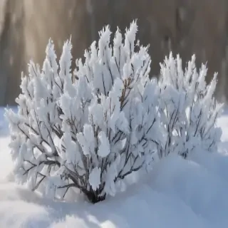 transparent snow png