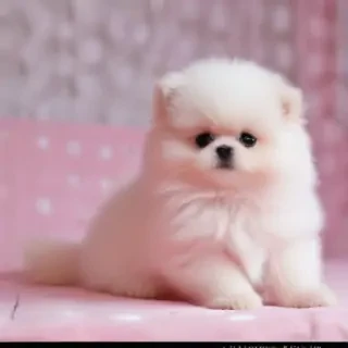 pink cute pics