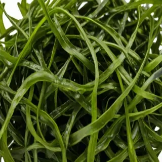 seaweed png