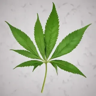 weed leaf png