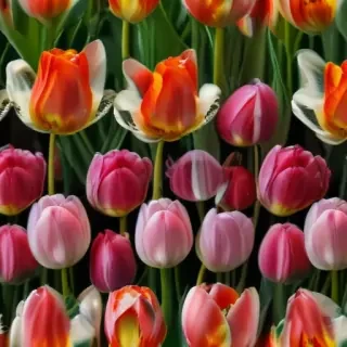 tulip flower