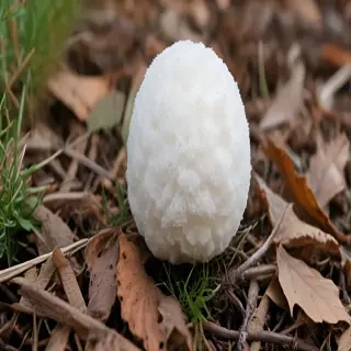 puffball mushroom
