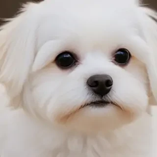 maltese dog