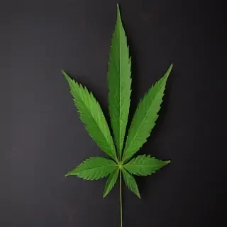 marijuana leaf