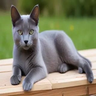 russian blue cat breed