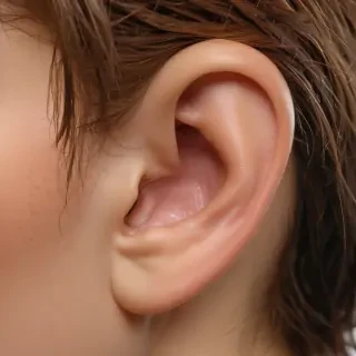 ear png