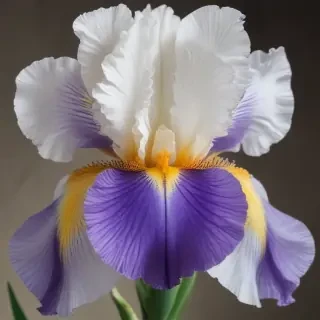 iris flower