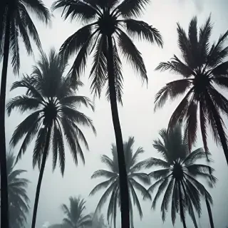 transparent palm trees