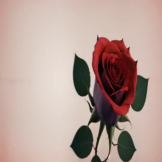 rose backround